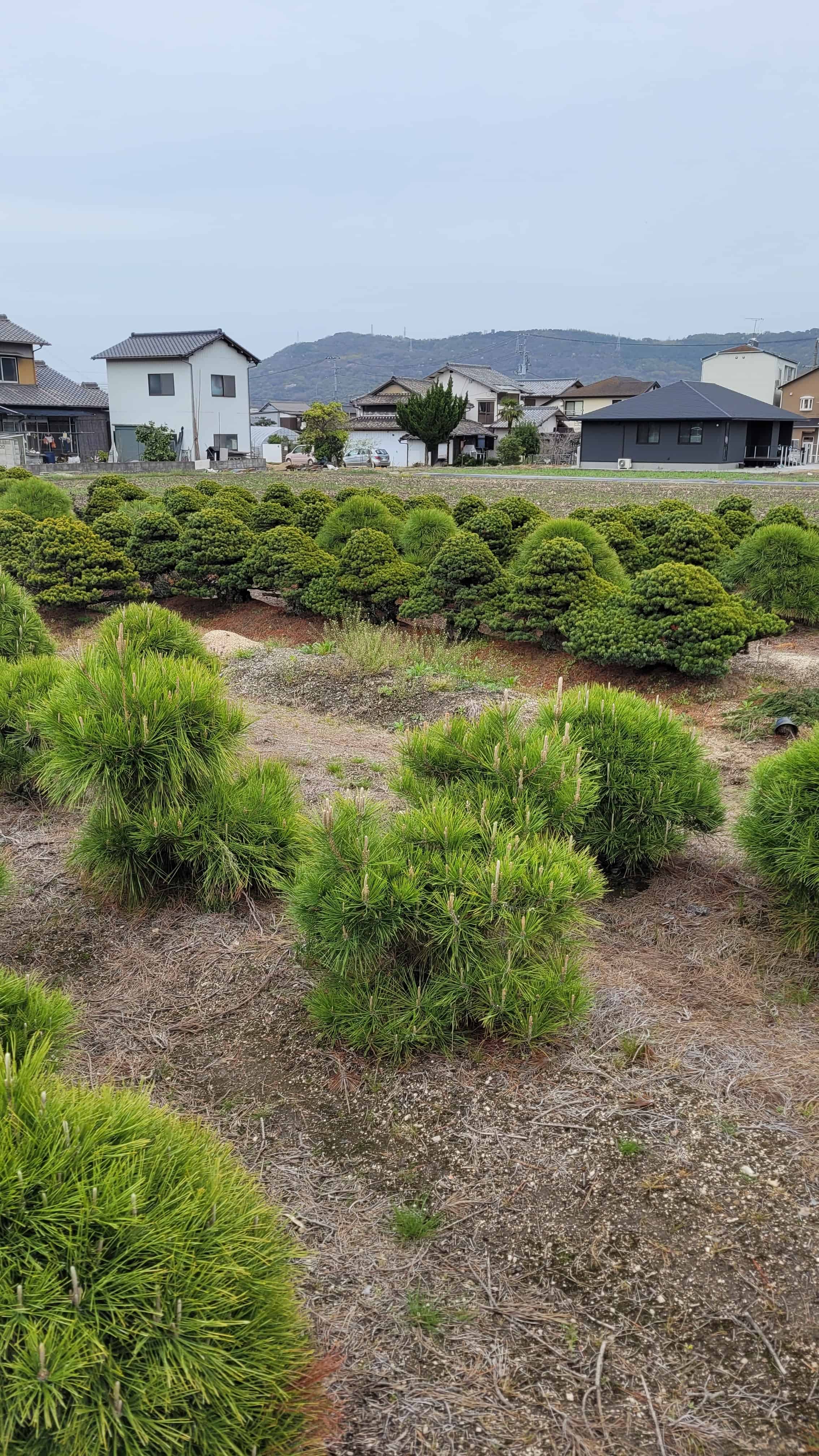 A growing bonsai tree from yoseien in Japan